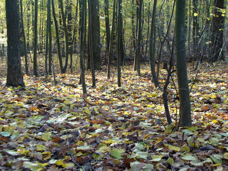 Autumn yellow leaves in the woods. Thematic picture fomr the woods..の写真素材