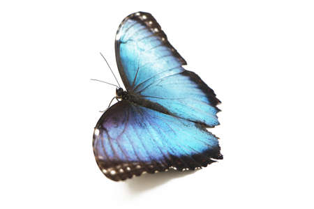 butterfly on white backgroundの写真素材