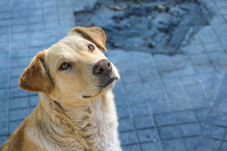 a dog in the streetの写真素材