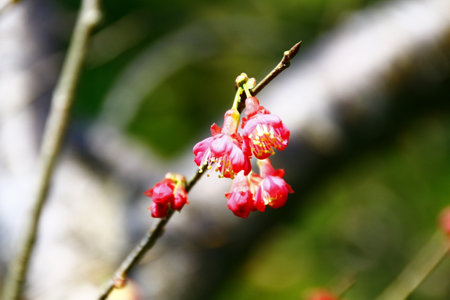 Cherry blossom in spring, closeup of beautiful red flowers.の写真素材