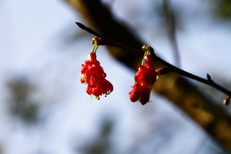 Flowering branch of a tree with red flowers in the spring.の写真素材