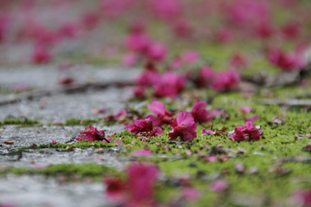 Cherry blossom on the ground with green moss in the background.の写真素材