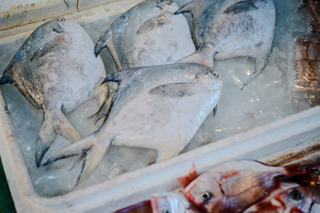 White pomfret.