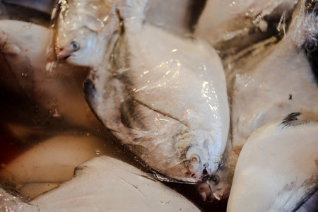 White pomfret.