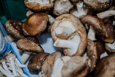 Mushroom.の写真素材