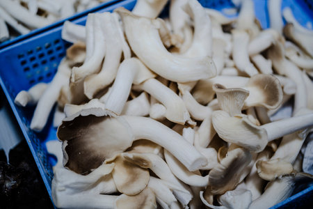 Mushroom.