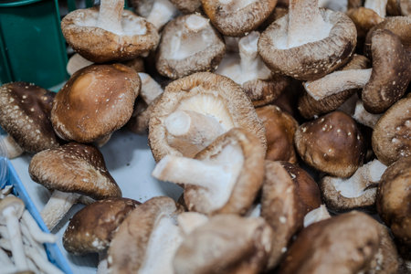 Mushroom.の写真素材