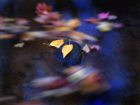 Autumn leaves flowing in water and streamの写真素材