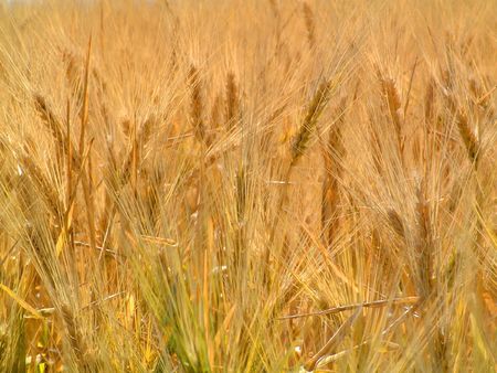 field of ripe grain heads near harvest timeの写真素材