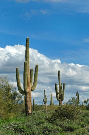 Saguaro cactus in desert with sky and cloudsの写真素材