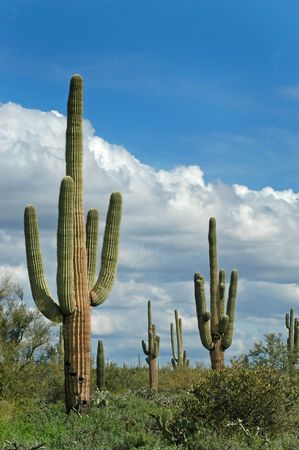 Saguaro cactus in desert with sky and cloudsの写真素材