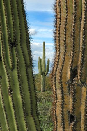 Saguaro cactus in desert with sky and cloudsの写真素材