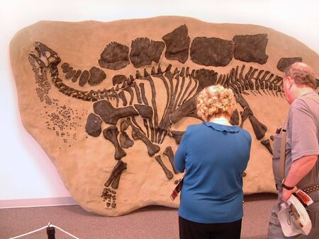 An older couple looking at a display of dinosaur bonesの写真素材