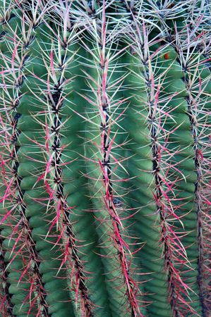 Closeup of Saguaro Cactus with detail of thornsの写真素材