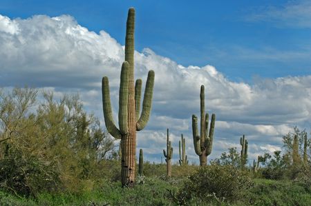 Saguaro Cactus in Arizona with sky and Cloudsの写真素材