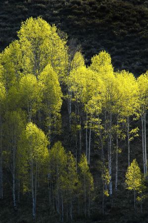 View of forrest of green birch trees on mountainsideの写真素材