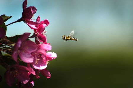 Honey bee flying in air close to pink flowersの写真素材