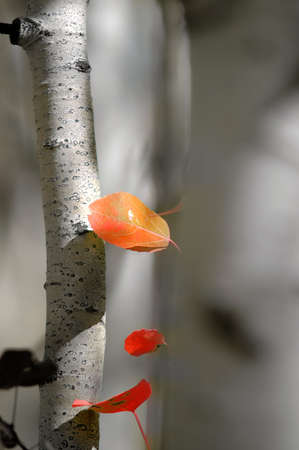 Detail of Red Autumn Leaves with Tree in Backgroundの写真素材