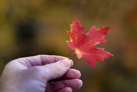 Detail of red maple leaf held in hand with autumn trees in background