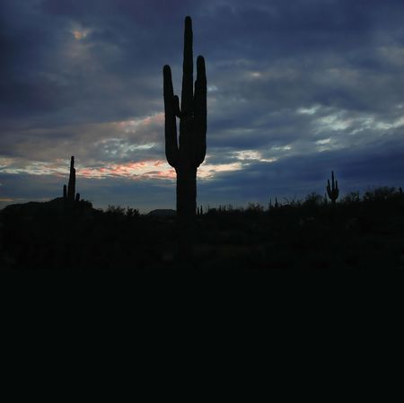 Saguaro Cactus in Arizona with sky and Cloudsの写真素材