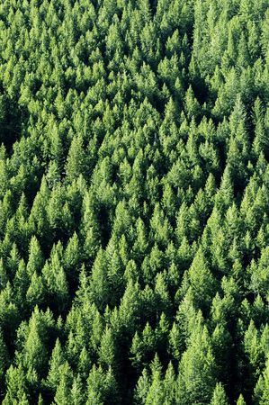 View of forrest of green pine trees on mountainsideの写真素材