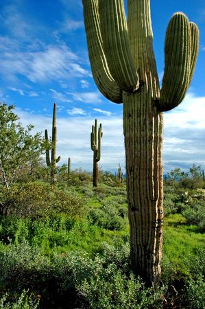 Saguaro Cactus in Arizona with sky and clouds  in backgroundの写真素材