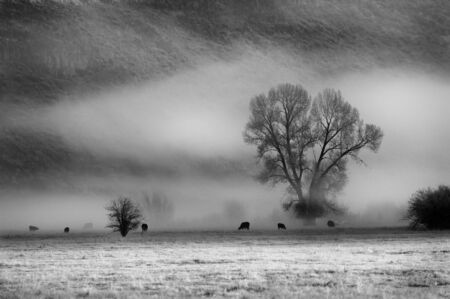Fog with trees and bushes and mountains in backgroundの写真素材