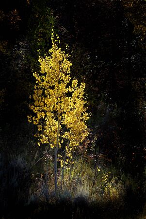 Detail of Golden Autumn Birch Leaves with Tree in Backgroundの写真素材