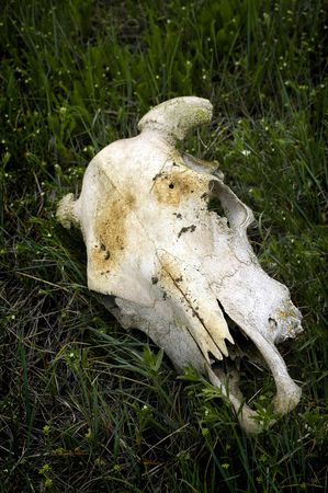 Skull of animal with horns on green prarie grassの写真素材