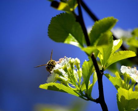 A single Bee Resting on a Flower Petal