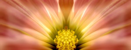Closeup of inside of flower with dramatic lightの写真素材