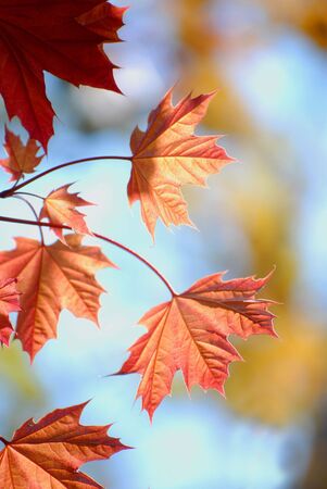 Detail of Red Autumn Maple Leaves with Tree in Background
