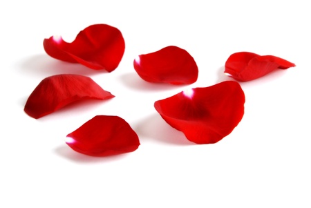 Several Red Rose petals Isolated on white backgroundの写真素材