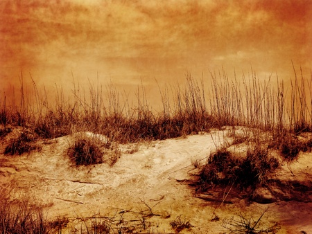 Sepia beach sand grass and reeds with sky in the backgroundの写真素材