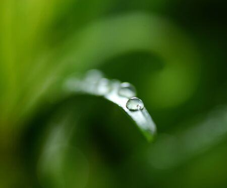 Early spring leaf with dew drops of water on itの写真素材