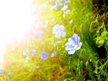 Early Spring Morningの写真素材