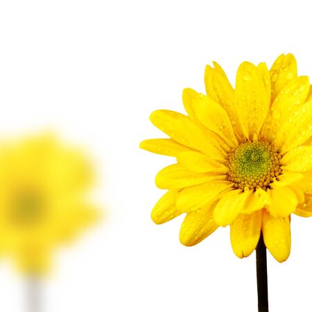 Yellow Spring Flowers with White Backgroundの写真素材