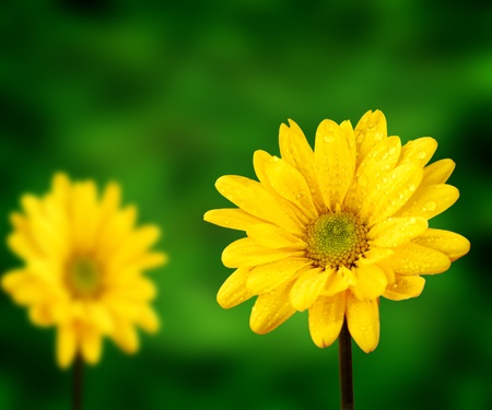 Fresh yellow spring flowers with lush green plant backgroundの写真素材