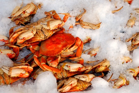 Freshly caught crab on ice displayed at marketの写真素材