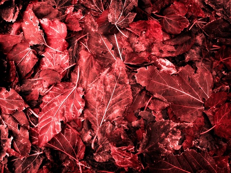 Detail of Red Autumn Leaves in a pile on the groundの写真素材