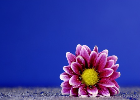 Fresh purple flower with dew drops on blue backgoundの写真素材