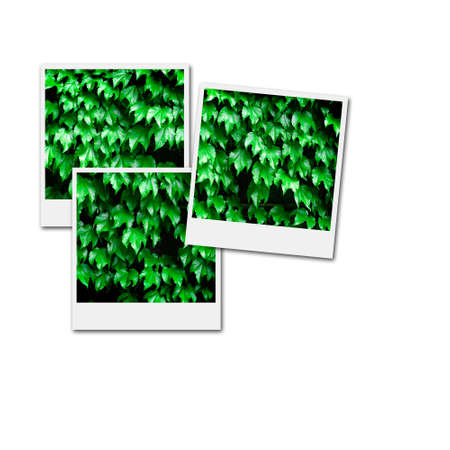 Several instant film frames on an isolated white background with green leafs and plantsの写真素材