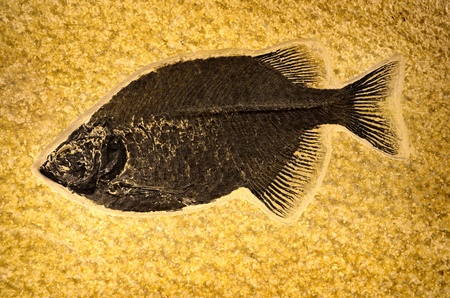 Fossil of ancient prehistoric fish on rockの写真素材