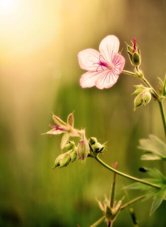 Closeup of flower with dramatic early morning lightの写真素材
