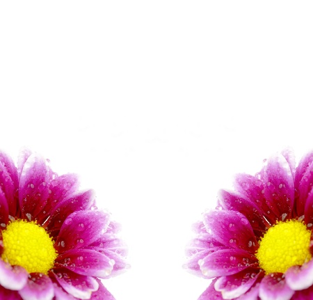 Fresh pink and purple flowers with water dropsの写真素材