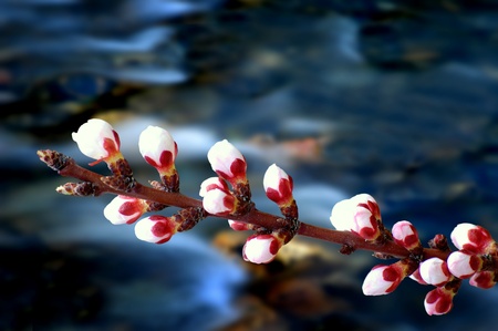 Twig with fresh cherry blossoms and river in backgroundの写真素材