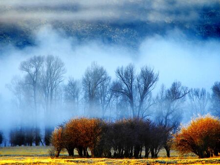 Fog with trees and bushes and mountains in backgroundの写真素材