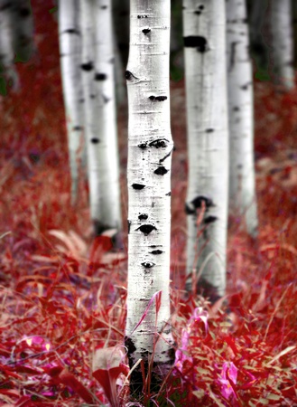 Detail of several aspen birch trees with red fall leavesの写真素材
