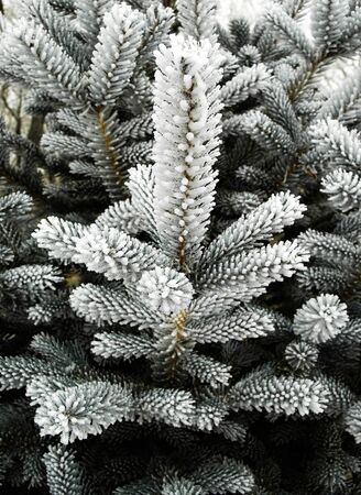 Close up of branches and pine needles covered with frostの写真素材