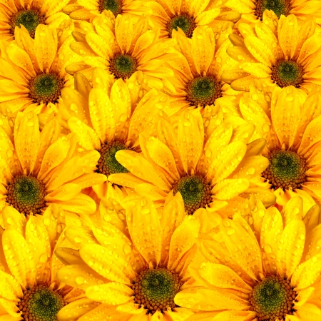 Wall of fresh yellow spring flowers with green centersの写真素材